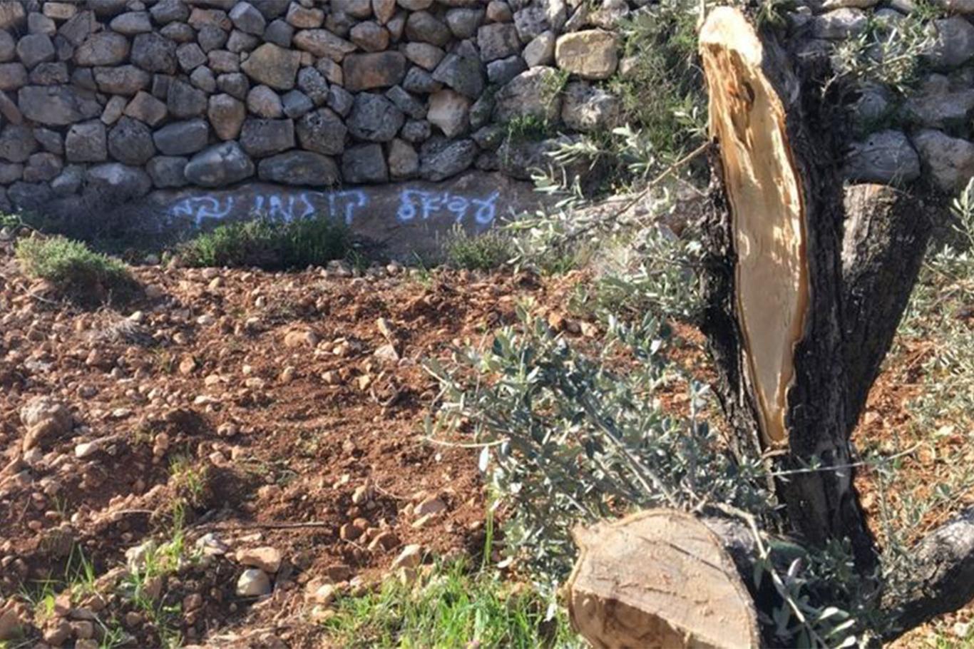 İşgalci siyonistler onlarca zeytin ağacını söktü
